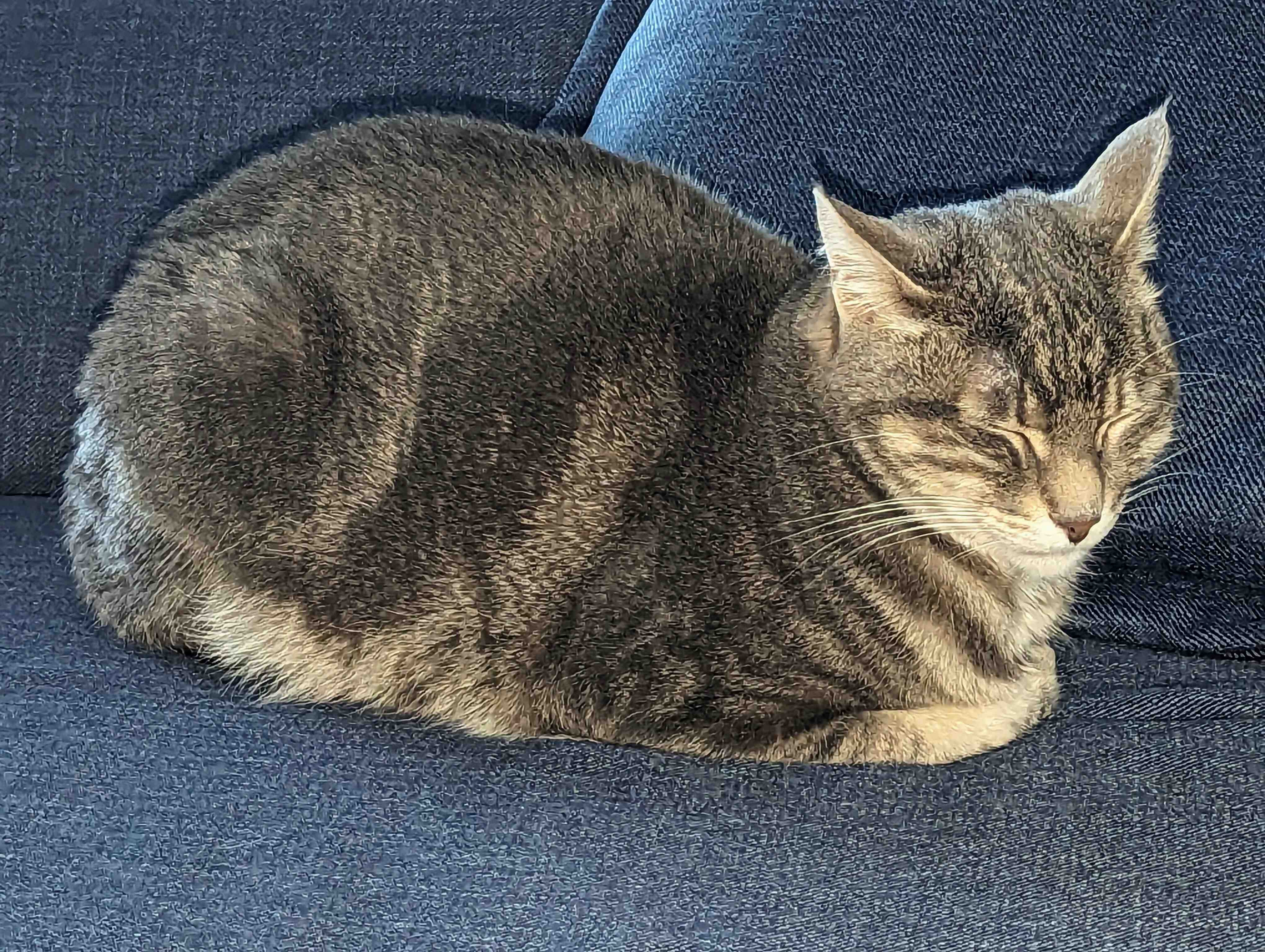 Cat Loaf